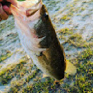 Meet your Posher, Samuel